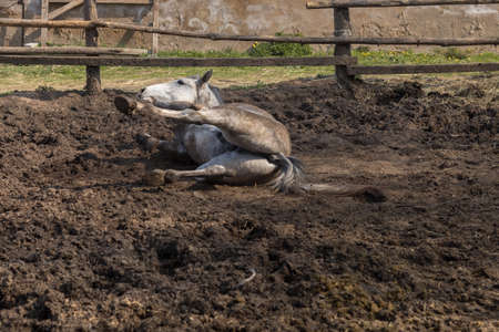 A pair of horses are jumping in the paddock on the ranch.