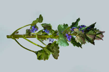 green branch of a flower with leaves and violet blue flowers on a light backgroundの写真素材
