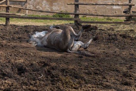 A pair of horses are jumping in the paddock on the ranch.の写真素材