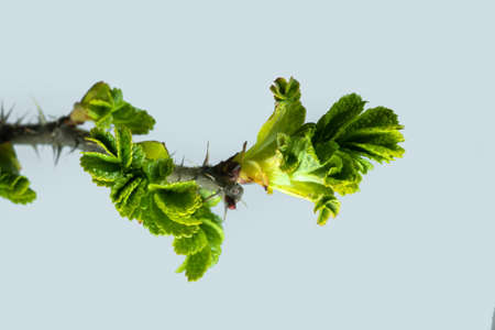 green rosehip rose wrinkled with leaves and buds on a light backgroundの写真素材