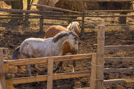 A pair of horses are jumping in the paddock on the ranch.の写真素材