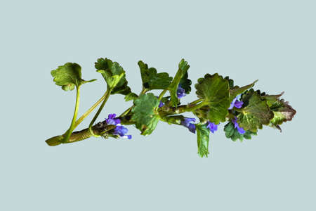 green branch of a flower with leaves and violet blue flowers on a light backgroundの写真素材