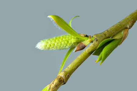 weeping fragile white willow, green branches of leaves and buds on a white background