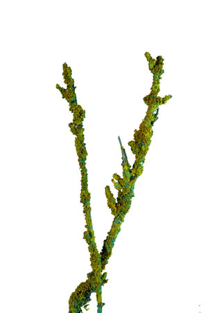 Lichen lepraria on a tree branch, on a light background