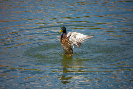 Ducks and drakes swim in the water of the lake. Mating ducks in the wild.