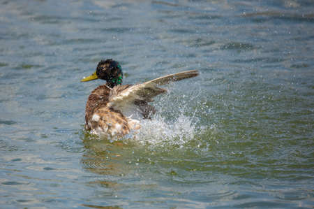 Ducks and drakes swim in the water of the lake. Mating ducks in the wild.の写真素材