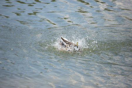 Ducks and drakes swim in the water of the lake. Mating ducks in the wild.