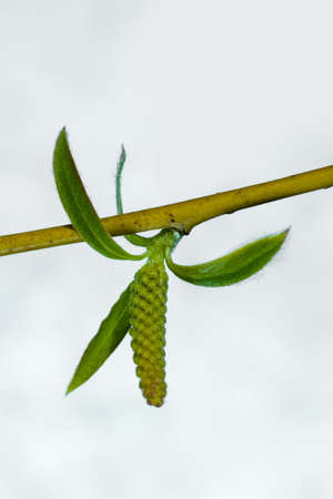 weeping fragile white willow, green branches of leaves and buds on a white backgroundの写真素材