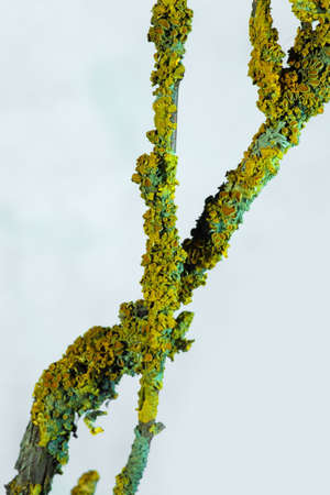 Lichen lepraria on a tree branch, on a light backgroundの写真素材
