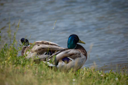 Duck and drake swim in the water of the lakeの写真素材