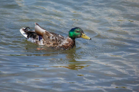 Duck and drake swim in the water of the lakeの写真素材