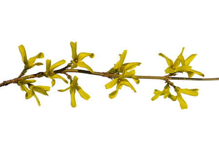 European forsythia. Yellow flowers and branches on a white backgroundの写真素材