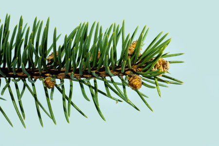 Mountain pine, green branch with buds and cones on a light background