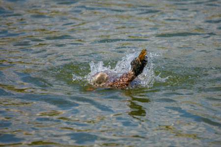 Duck and drake swim in the water of the lake