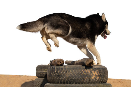 Black Dogs of the Husky breed jumping over an obstacle on a white background