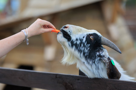 Goats and rams in the zoo on a summer dayの写真素材