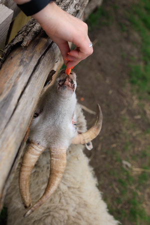 Goats and rams in the zoo on a summer dayの写真素材