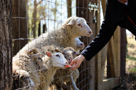 Rams, sheep and goats at the zoo on a summer dayの写真素材