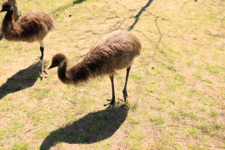 Exotic ostrich emo bird on a summer day