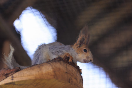 Squirrel at the zoo in a cage on a summer day