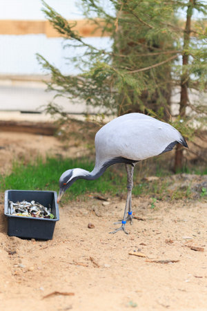 Heron bird on a summer day