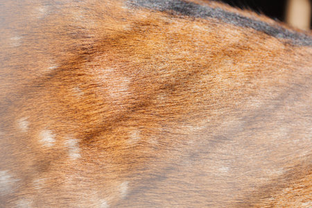 Texture of deer skin and fur, white spots on red fur. Background for design.の写真素材