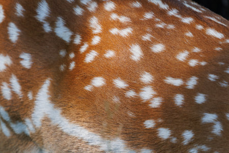 Texture of deer skin and fur, white spots on red fur.の写真素材