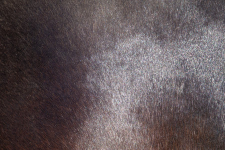 The texture of the skin and wool of a pig, horse, cow, sheep. Background for design.の写真素材