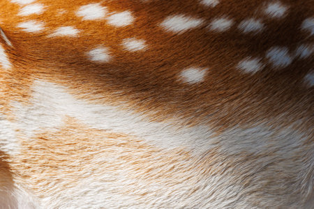 Texture of deer skin and fur, white spots on red fur. Background for design.の写真素材