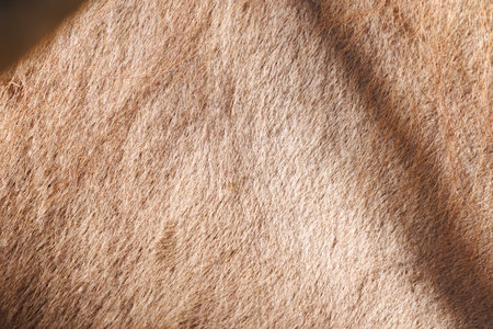 The texture of the skin and wool of a pig, horse, cow, sheep. Background for design.