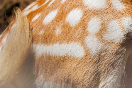 Texture of deer skin and fur, white spots on red fur.の写真素材