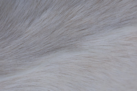 The texture of the skin and wool of a pig, horse, cow, sheep. Background for design.