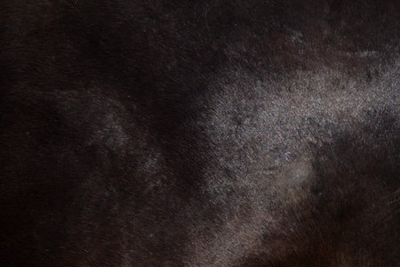 The texture of the skin and wool of a horse. Background for design.