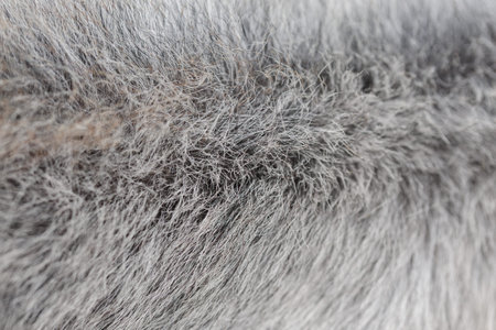 The texture of the skin and wool of a pig, horse, cow, sheep. Background for design.