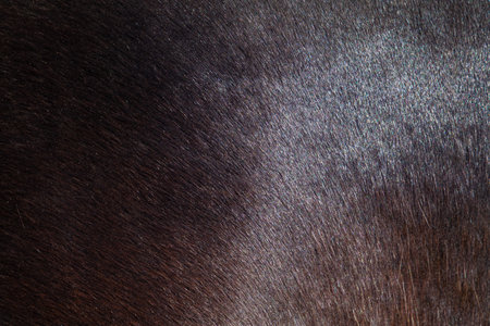 The texture of the skin and wool of a pig, horse, cow, sheep. Background for design.の写真素材