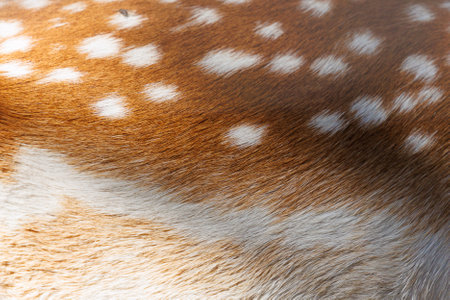 Texture of deer skin and fur, white spots on red fur. Background for design.の写真素材