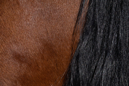 The texture of the skin and wool of a pig, horse, cow, sheep. Background for design.の写真素材