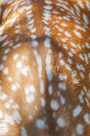 Texture of deer skin and fur, white spots on red fur. Background for design.の写真素材