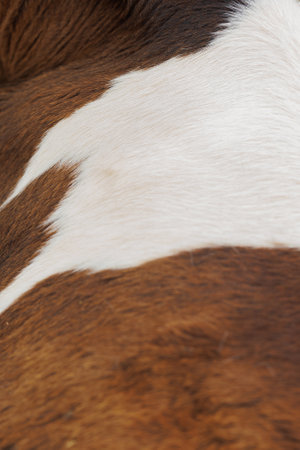The texture of the skin and wool of a pig, horse, cow, sheep. Background for design.の写真素材