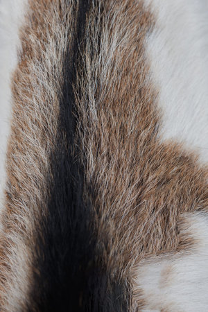 The texture of the skin and wool of a pig, horse, cow, sheep. Background for design.