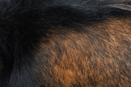 The texture of the skin and wool of a pig, horse, cow, sheep. Background for design.の写真素材