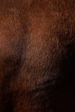 The texture of the skin and wool of a pig, horse, cow, sheep. Background for design.の写真素材