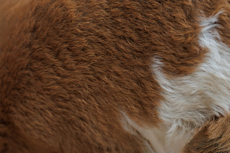 The texture of the skin and wool of a pig, horse, cow, sheep. Background for design.