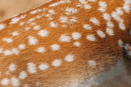 Texture of deer skin and fur, white spots on red fur. Background for design.の写真素材