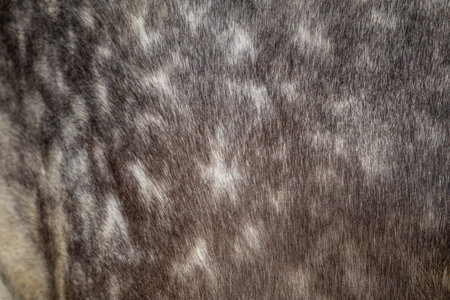 The texture of the skin and wool of a pig, horse, cow, sheep. Background for design.の写真素材