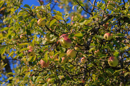 Apples on branches of apple trees on a sunny day.