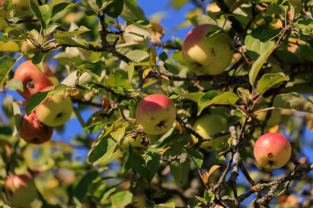 Apples on branches of apple trees on a sunny day.