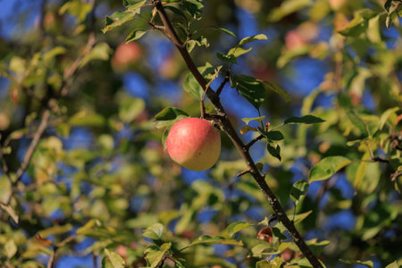 Apples on branches of apple trees on a sunny day.の写真素材