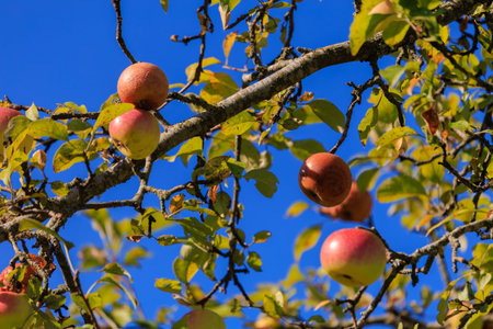 Apples on branches of apple trees on a sunny day.