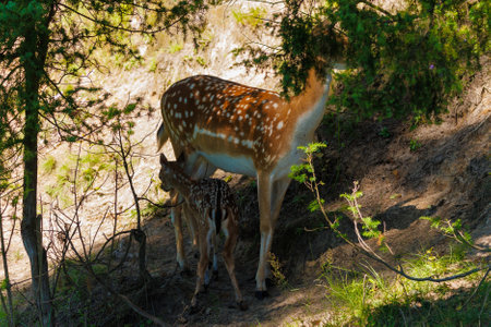 A deer and fawns in a forest and a parkの写真素材